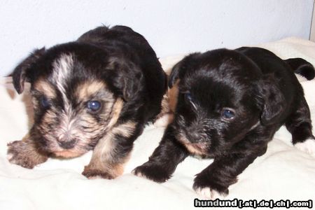 Bichon/Yorkie Hunde Foto 3799 Bichon/Yorkie Barbie Beauties Lorelei o Love Me Do 3 W