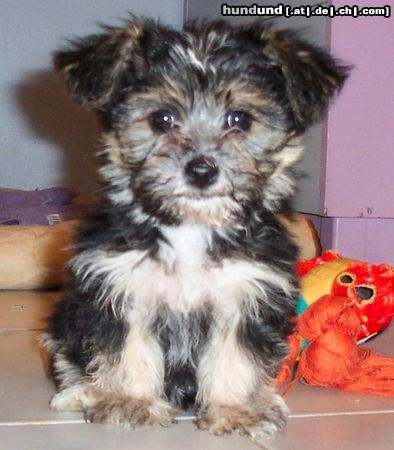 Bichon/Yorkie Hunde Foto 5598 Bichon/Yorkie Barbie Beauties Lorelej 7 w