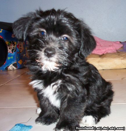 Bichon/Yorkie Hunde Foto 5599 Bichon/Yorkie Barbie Beauties Love Me Do
