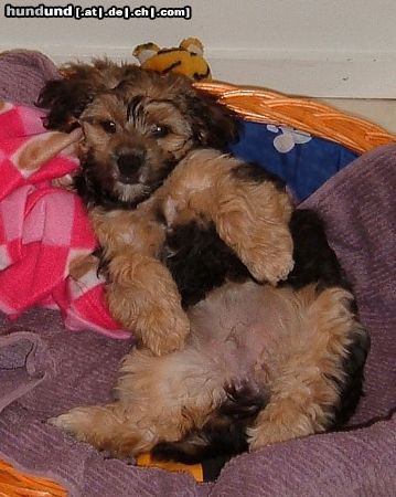 Bichon/Yorkie Hunde Foto 25152 Bichon/Yorkie Barbie Beautie's Zarah 4 m