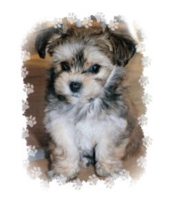 Bichon/Yorkie  