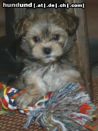 Bichon/Yorkie Hunde Foto 13228 Bichon/Yorkie Nelly Color little Dream