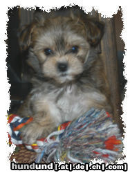 Bichon/Yorkie Hunde Foto 25825 Bichon/Yorkie Biyok \\\\\\\\\\\\\\\\\\\\\\\\\\\\\\\\