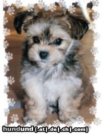 Bichon/Yorkie Hunde Foto 10655 Bichon/Yorkie Biyok