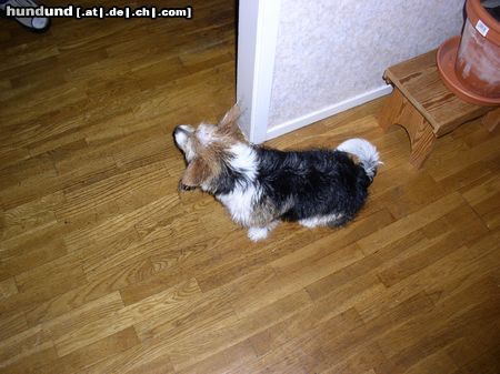 Bichon/Yorkie Hunde Foto 10144 Bichon/Yorkie Nemo 4 mars-04