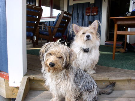 Bichon/Yorkie Barbie Beauties Nemo and Teddy