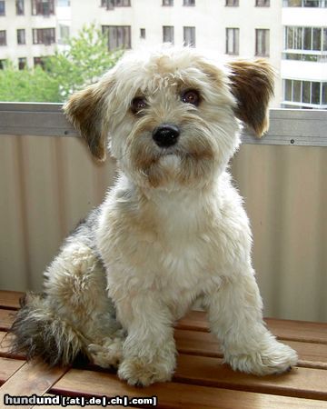 Bichon/Yorkie Hunde Foto 13819 Bichon/Yorkie Barbie Beauties Newton
