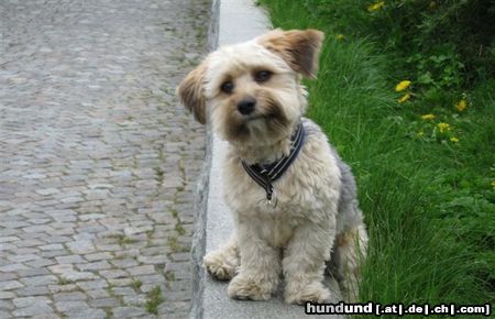 Bichon/Yorkie Hunde Foto 25182 Bichon/Yorkie Barbie Beautie\\\'s Newton. 2 år och nyklippt