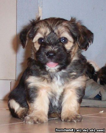 Bichon/Yorkie Hunde Foto 6367 Bichon/Yorkie Barbie Beauties Newton 6 v