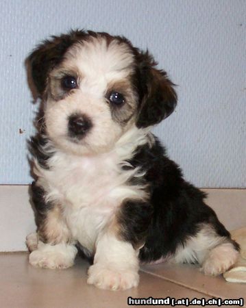 Bichon/Yorkie Hunde Foto 6954 Bichon/Yorkie Barbie Beauties Nilla
