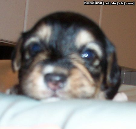 Bichon/Yorkie Hunde Foto 5828 Bichon/Yorkie Nugget 18 day old