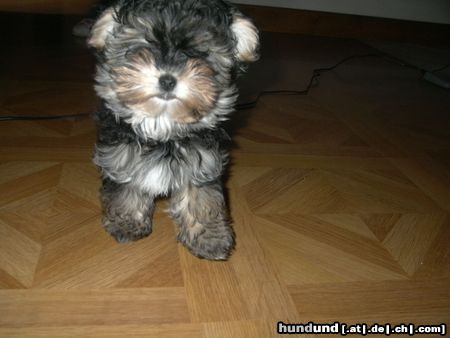 Bichon/Yorkie Hunde Foto 16629 in höherer Auflösung ansehen Bichon/Yorkie donald 12 woche