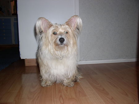 Bichon/Yorkie Hunde Foto 27333 in höherer Auflösung ansehen Bichon/Yorkie Barbie beaytie´s Nemo