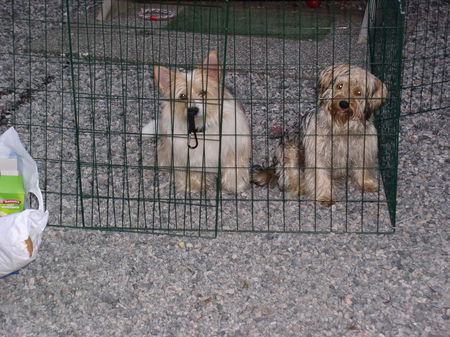 Bichon/Yorkie mum, pleas let us out ;)  Nemo and Teddy