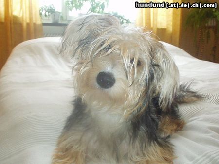 Bichon/Yorkie Hunde Foto 6417 Bichon/Yorkie Kassandra (Tyra) ca 7 ½ månad