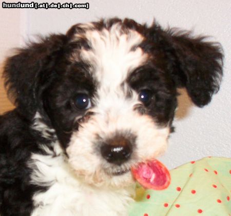 Bichon/Yorkie Hunde Foto 8289 Bichon/Yorkie Barbie Beauties Peps 7 veckor