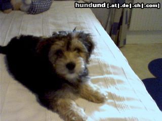 Bichon/Yorkie Hunde Foto 16005 Bichon/Yorkie