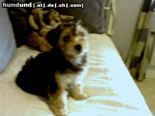 Bichon/Yorkie Hunde Foto 16006 Bichon/Yorkie Wilhelm,