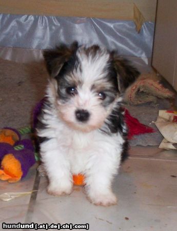 Bichon/Yorkie Hunde Foto 8322 Bichon/Yorkie Barbie Beauties Plura