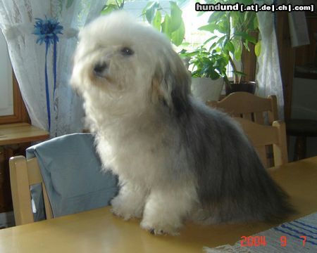 Bichon/Yorkie Hunde Foto 18090 Bichon/Yorkie Barbie Beautie's Pyret