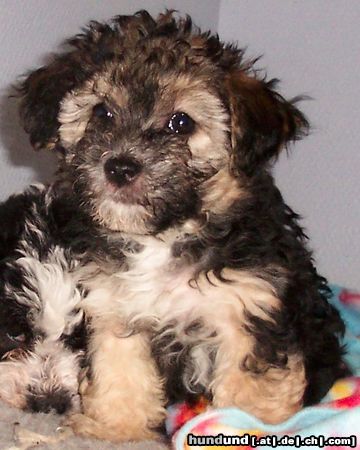 Bichon/Yorkie Hunde Foto 8288 Bichon/Yorkie Barbie Beauties Pyret 7 veckor