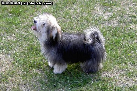 Bichon/Yorkie Hunde Foto 12471 Bichon/Yorkie Barbie Beauties Pyret