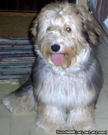 Bichon/Yorkie Hunde Foto 17428 Bichon/Yorkie Barbie Beauties Qnaster 6 m