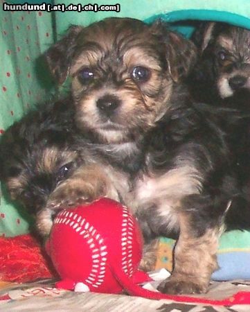 Bichon/Yorkie Hunde Foto 11336 Bichon/Yorkie Barbie Beauties Qnyttet 5 v
