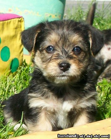 Bichon/Yorkie Hunde Foto 11335 Bichon/Yorkie Barbie Beauties Qnyttet 5 v