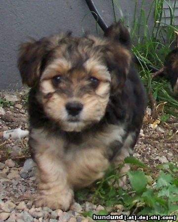 Bichon/Yorkie Hunde Foto 11847 Bichon/Yorkie Barbie Beauties Qnyttet 9 v