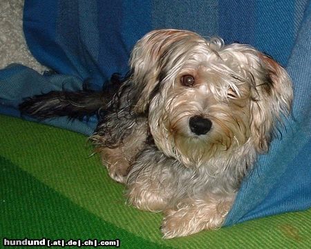 Bichon/Yorkie Hunde Foto 18089 Bichon/Yorkie Barbie Beautie\'s Qnyttet