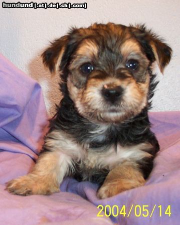 Bichon/Yorkie Hunde Foto 11289 Bichon/Yorkie Barbie Beauties Qnyttet 5 v