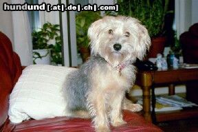 Bichon/Yorkie Hunde Foto 18091 Bichon/Yorkie Barbie Beautie\'s Qvinni
