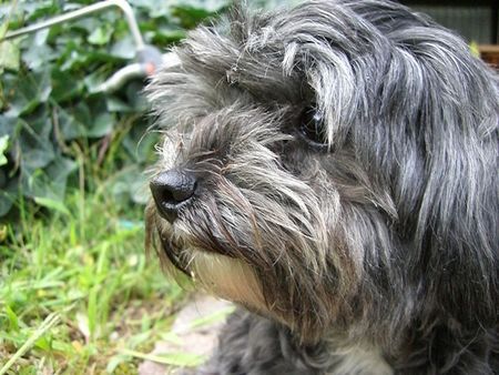 Bichon/Yorkie unser Liebling