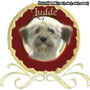 Bichon/Yorkie Hunde Foto 18088 Bichon/Yorkie Barbie Beautie's Newton