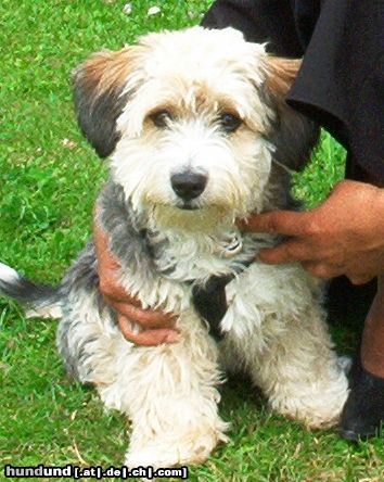 Bichon/Yorkie Hunde Foto 6327 Bichon/Yorkie Barbie Beauties Kelsey (Sussie) 8 m