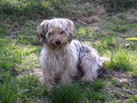 Bichon/Yorkie Barbie Beautie´s Chester 8 månader. Hej Christel försökt fått tag på dej. Mvh Susanne