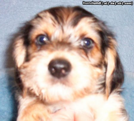 Bichon/Yorkie Hunde Foto 16768 Bichon/Yorkie Barbie Beauties Victor