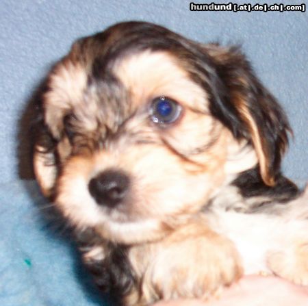 Bichon/Yorkie Hunde Foto 16766 Bichon/Yorkie Barbie Beauties Vicke Vire