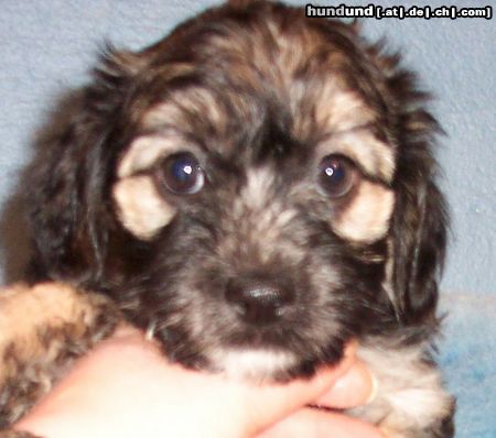 Bichon/Yorkie Hunde Foto 16767 Bichon/Yorkie Barbie Beauties Victor