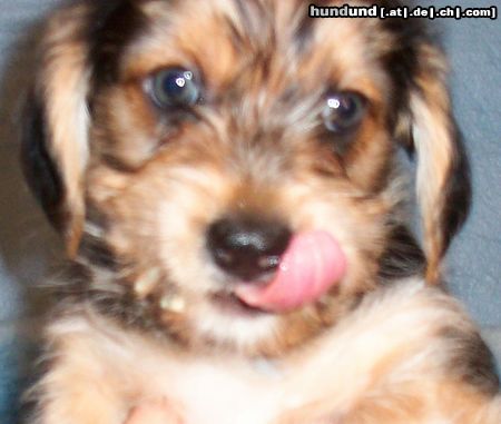 Bichon/Yorkie Hunde Foto 16769 Bichon/Yorkie Barbie Beauties Victor
