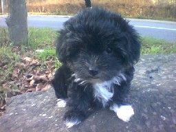 Bichon/Yorkie Hunde Foto 30446 Bichon/Yorkie Biyok
