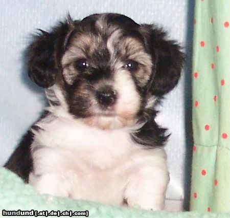 Bichon/Yorkie Hunde Foto 19754 Bichon/Yorkie Barbie Beautie's Yanis Yoplin 5 veckor