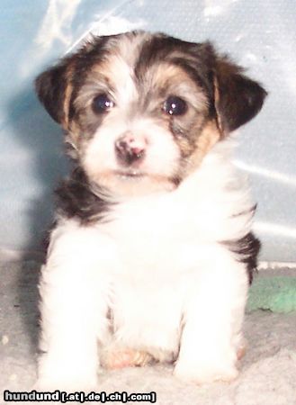 Bichon/Yorkie Hunde Foto 19756 Bichon/Yorkie Barbie Beautie\\\'s Yasmine 5 veckor
