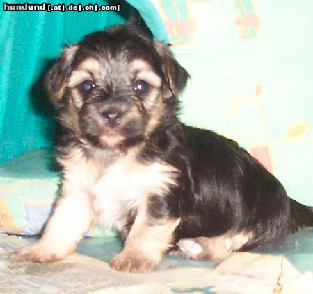 Bichon/Yorkie Hunde Foto 19606 Bichon/Yorkie Barbie Beautie's Yolanta 4 veckor