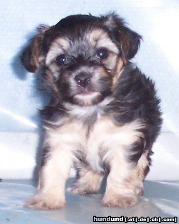 Bichon/Yorkie Hunde Foto 19755 Bichon/Yorkie Barbie Beautie\'s Yolanta 5 veckor