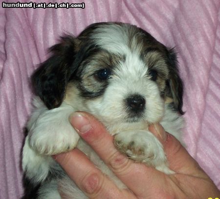 Bichon/Yorkie Hunde Foto 22746 Bichon/Yorkie Barbie Beautie\\\'s Zûbeyde 5 veckor