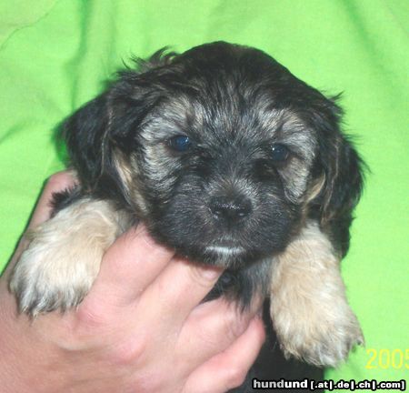 Bichon/Yorkie Hunde Foto 22744 Bichon/Yorkie Barbie Beautie's Zlatan 5 veckor