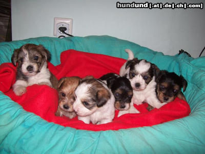 Bichon/Yorkie Hunde Foto 46697 in höherer Auflösung ansehen Bichon/Yorkie Sind wir nicht Megasüss?