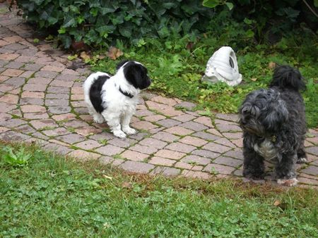 Bichon/Yorkie Dipsy+ BOBBY